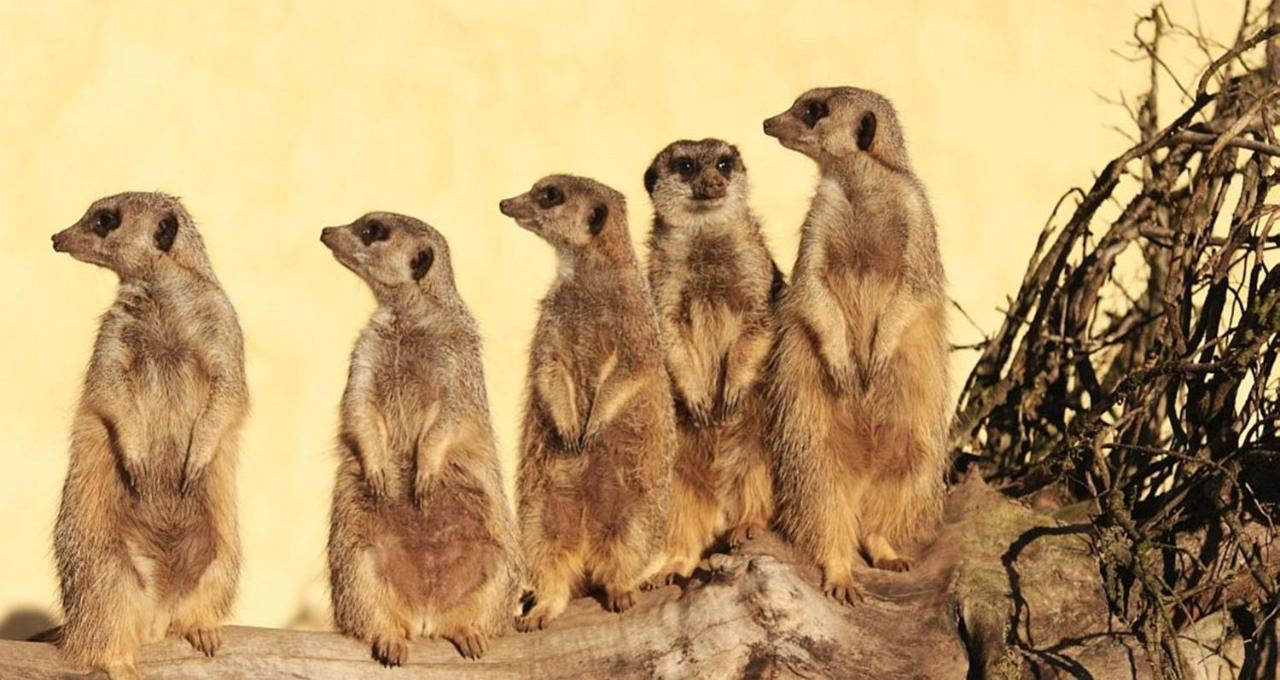 Tierpark Entdeckerhaeuser Wagenfeld 外观 照片
