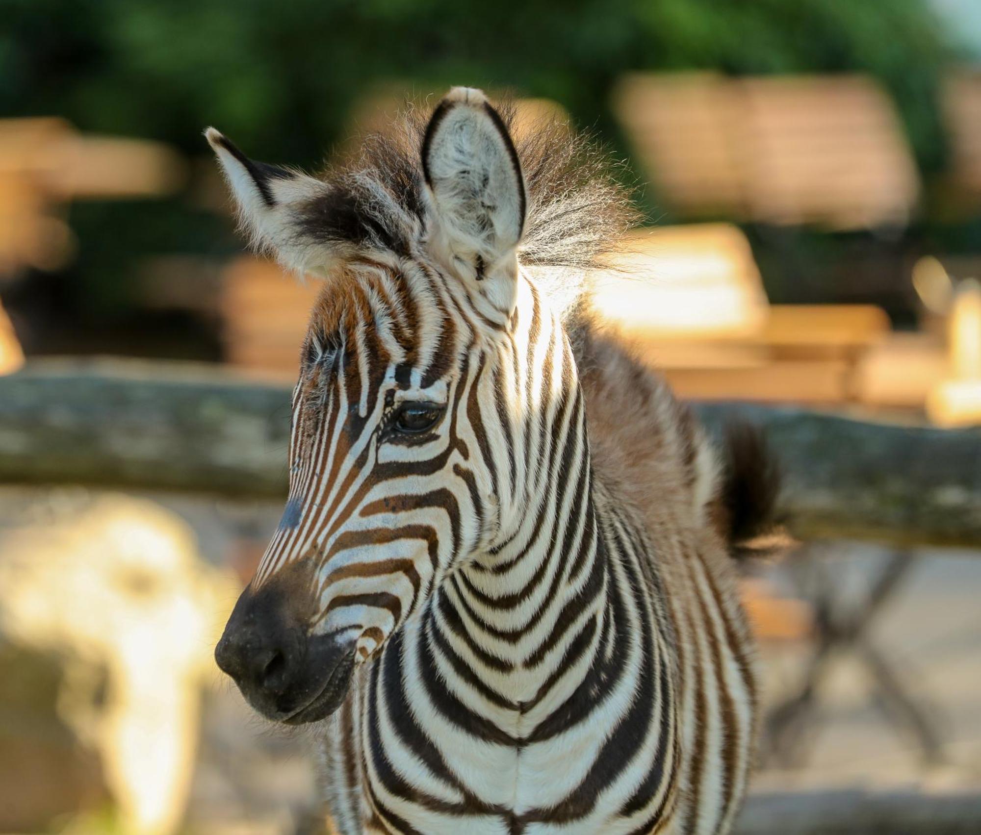 Tierpark Entdeckerhaeuser Wagenfeld 外观 照片
